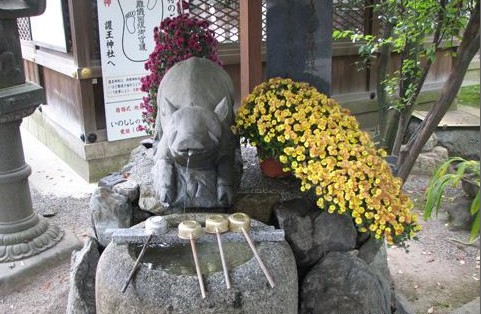 京都護(hù)王神社 另類(lèi)日本豬寺廟圖片
